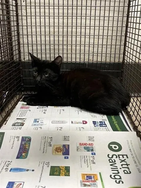 Adoptable Cat