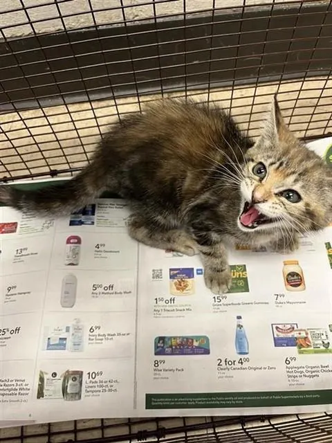 Adoptable Cat