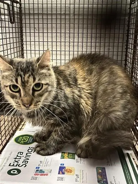 Adoptable Cat