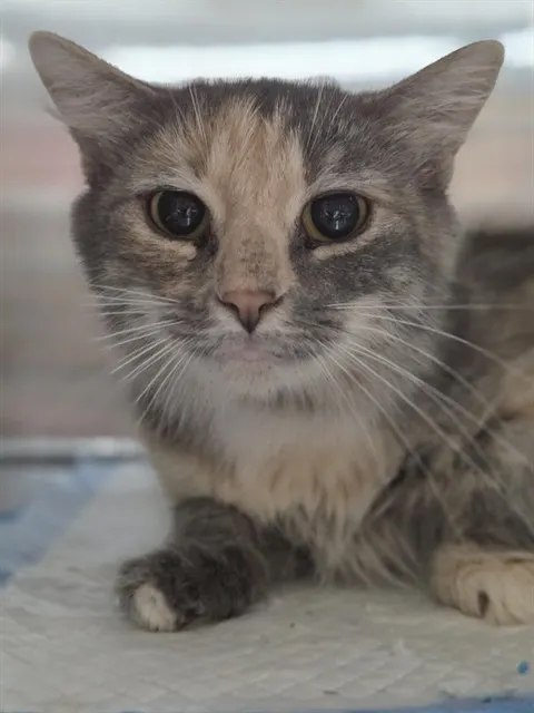 Arabella