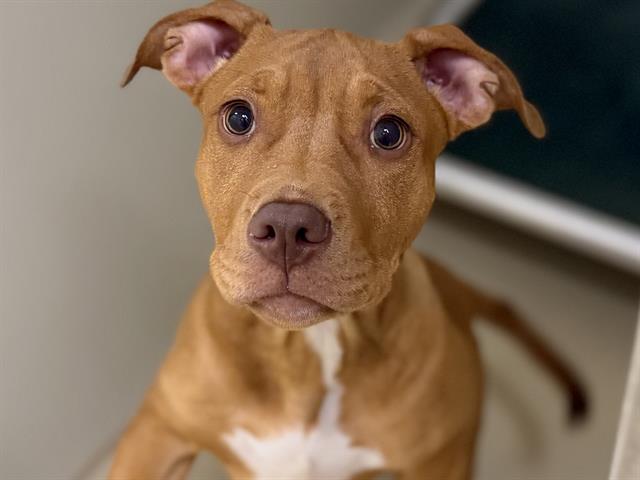 Adoptable Dog