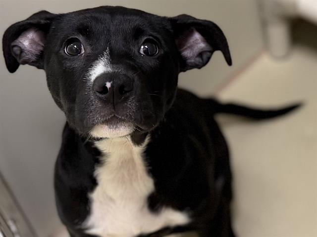 Adoptable Dog