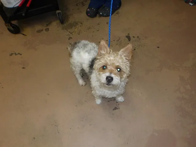 Adoptable Dog