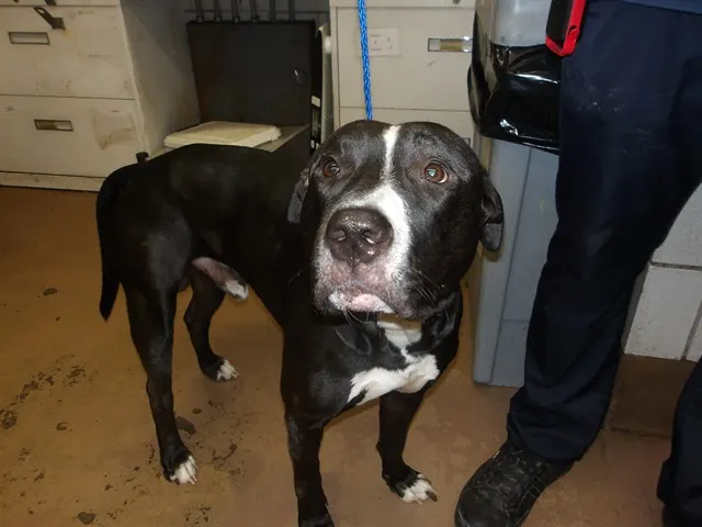 Adoptable Dog