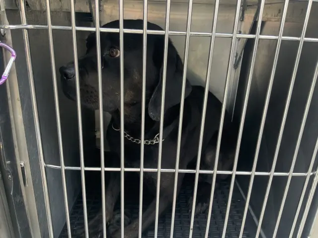 Adoptable Dog