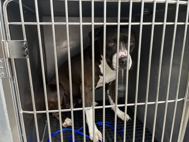 Adoptable Dog