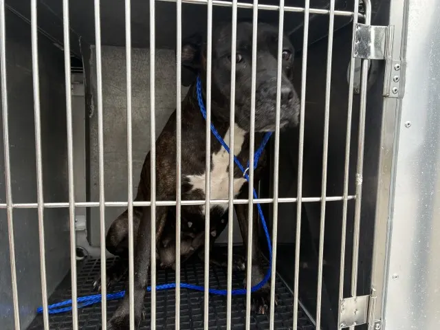 Adoptable Dog