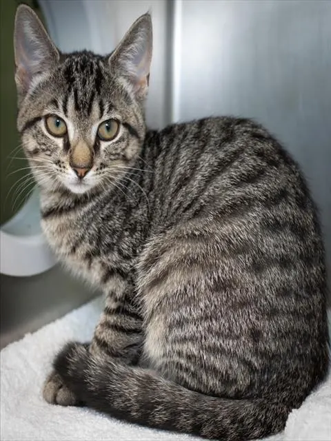 Hera- Felv+