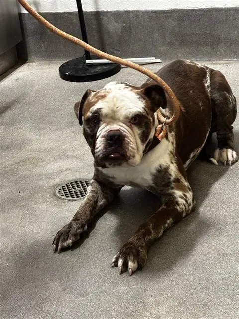 Zeus