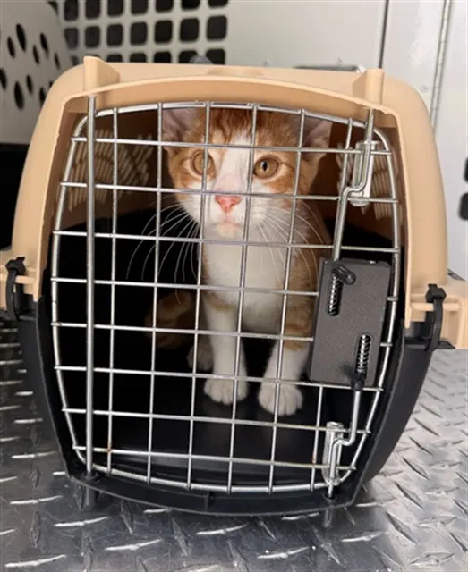 Adoptable Cat