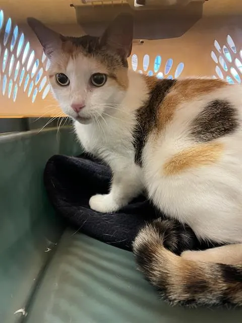 Adoptable Cat