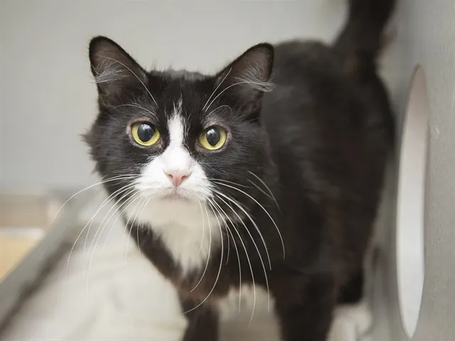 Salem