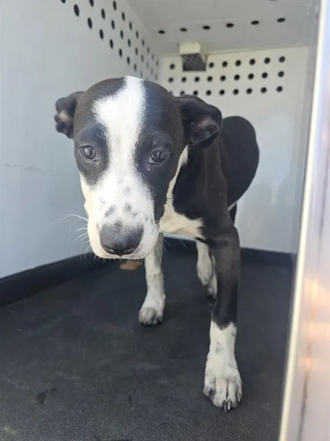 Adoptable Dog