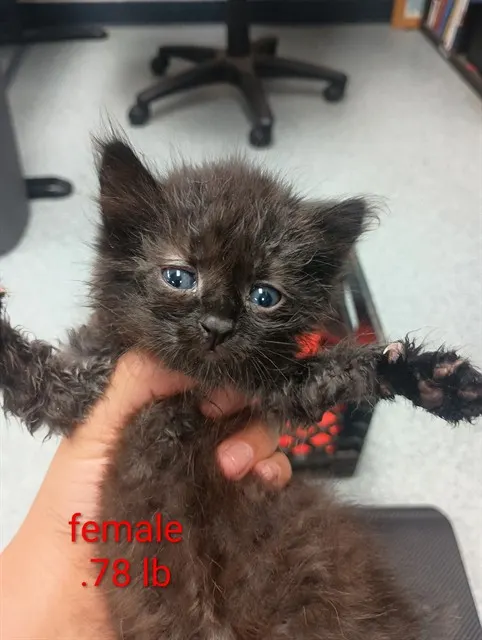 Adoptable Cat