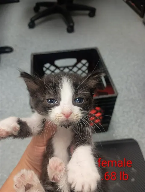 Adoptable Cat