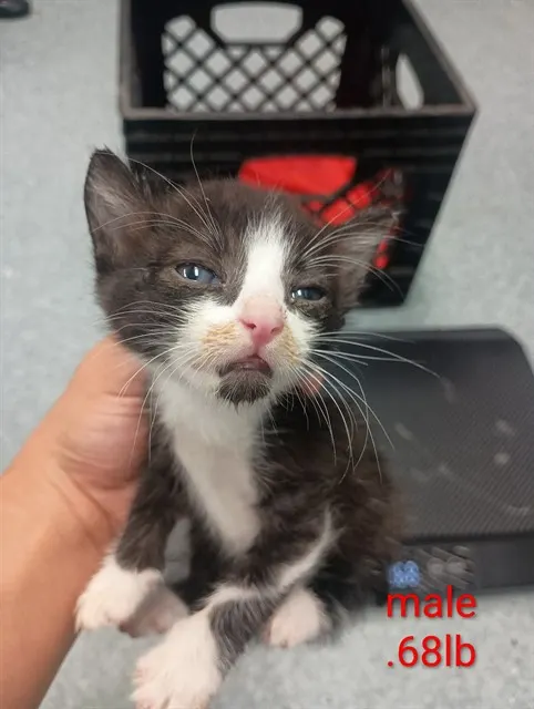 Adoptable Cat