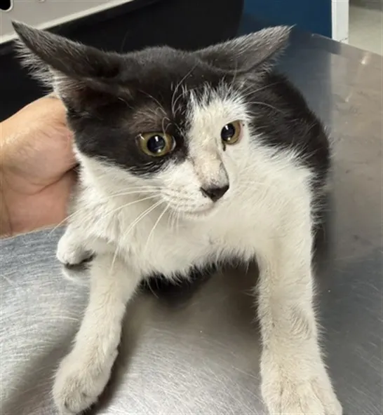 Adoptable Cat