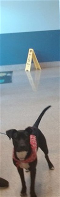 Gaviota