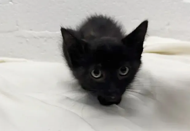 Tchalla