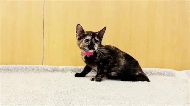 Dulce