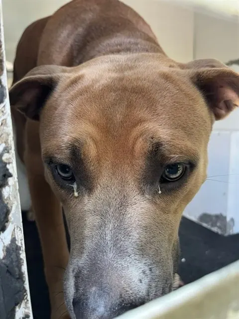 Nemo