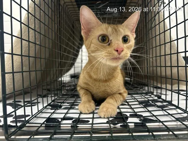 Adoptable Cat