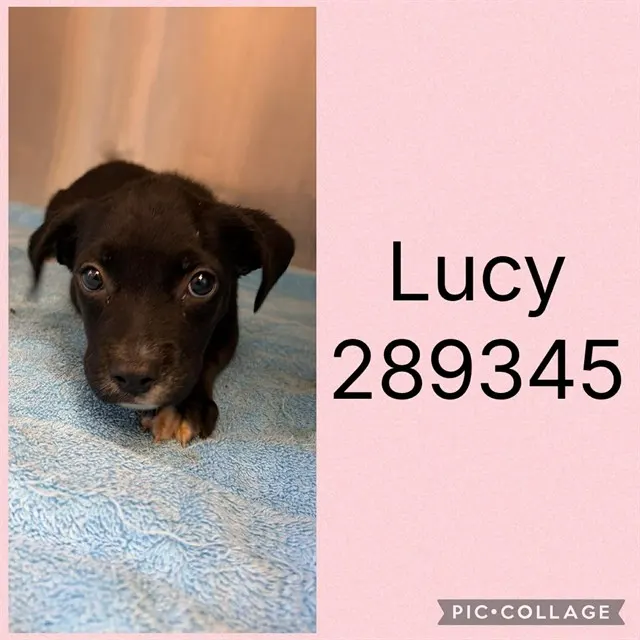 Lucy