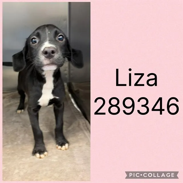 Liza