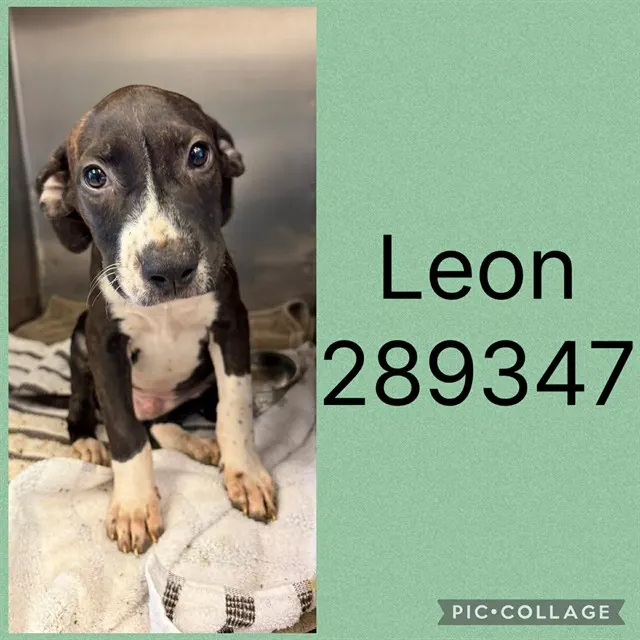 Leon