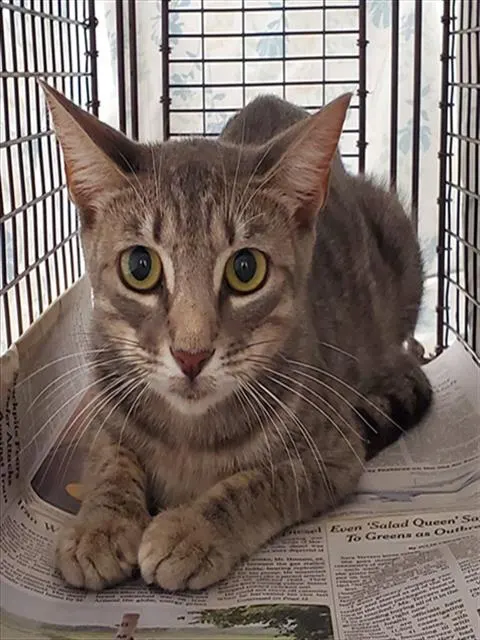 Adoptable Cat
