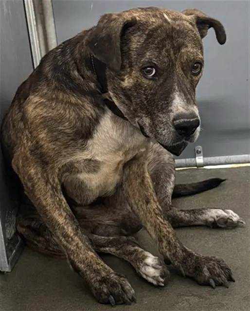 Adoptable Dog