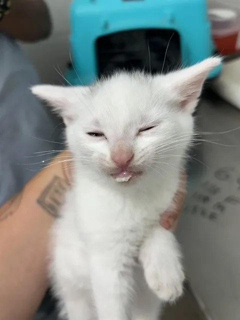 Adoptable Cat