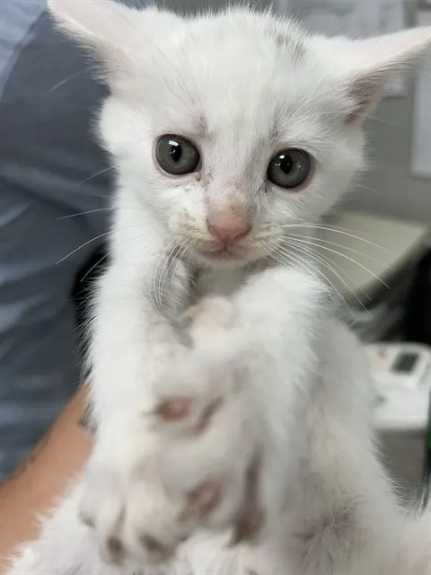 Adoptable Cat
