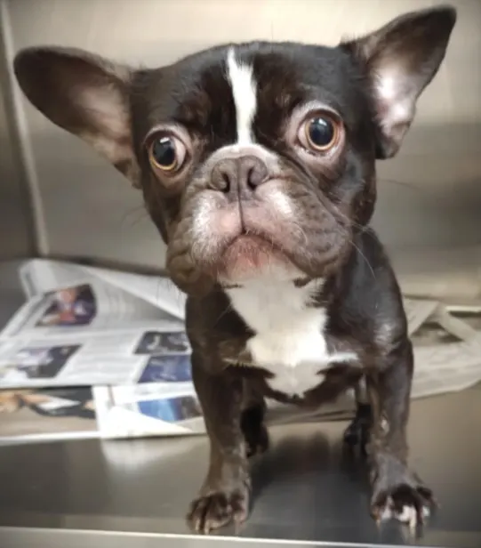 Gizmo
