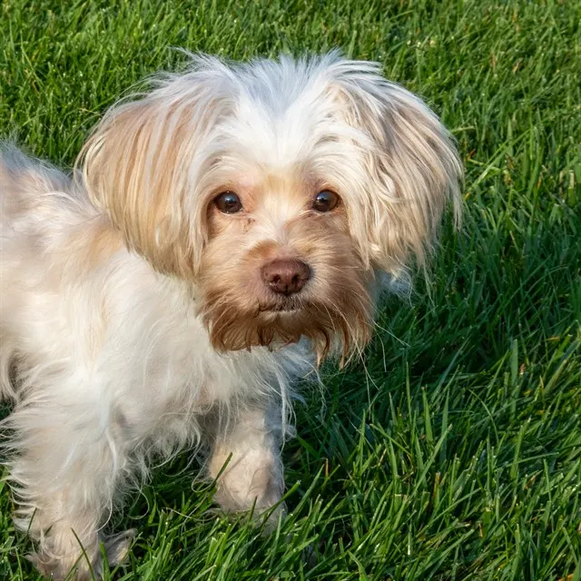 Mollie