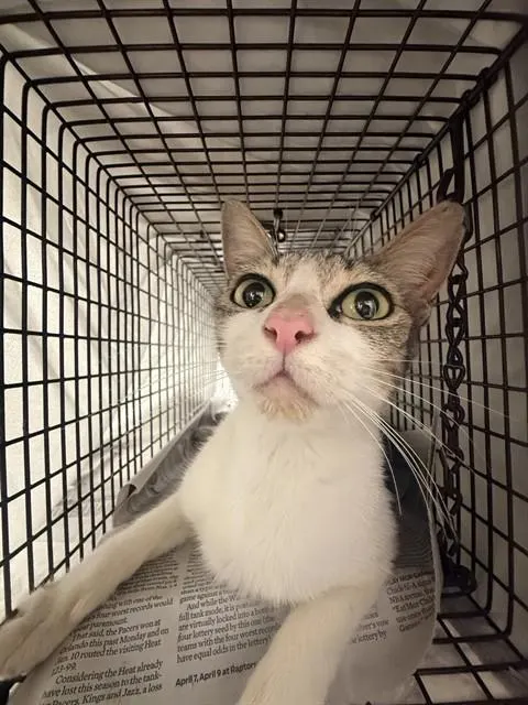 Adoptable Cat