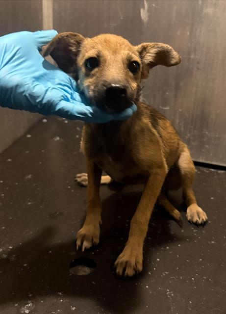 Adoptable Dog