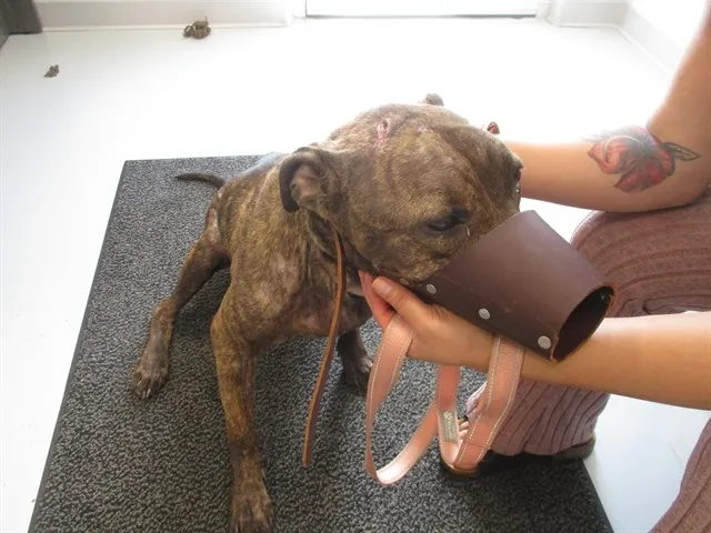Adoptable Dog