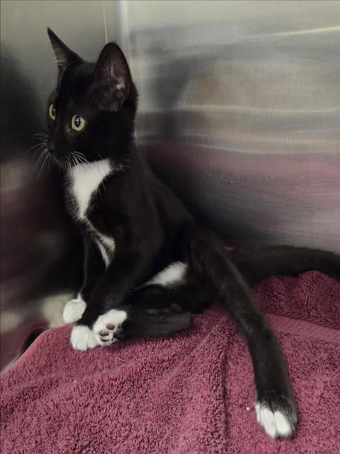 *Tux