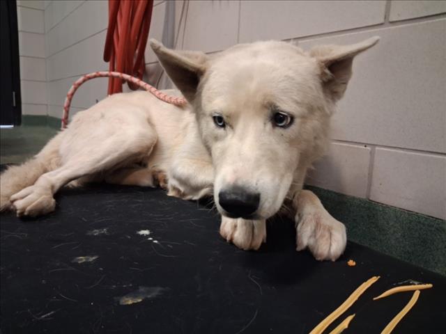 Adoptable Dog