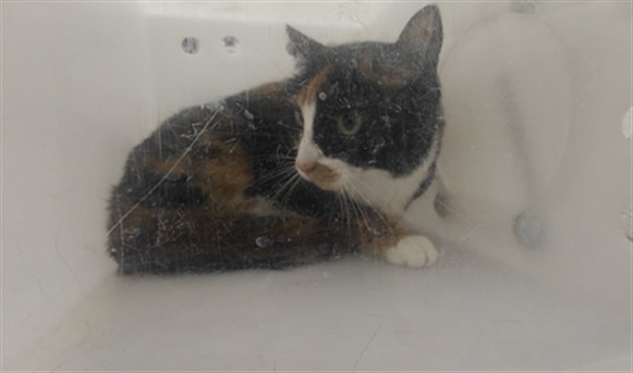 Gatita