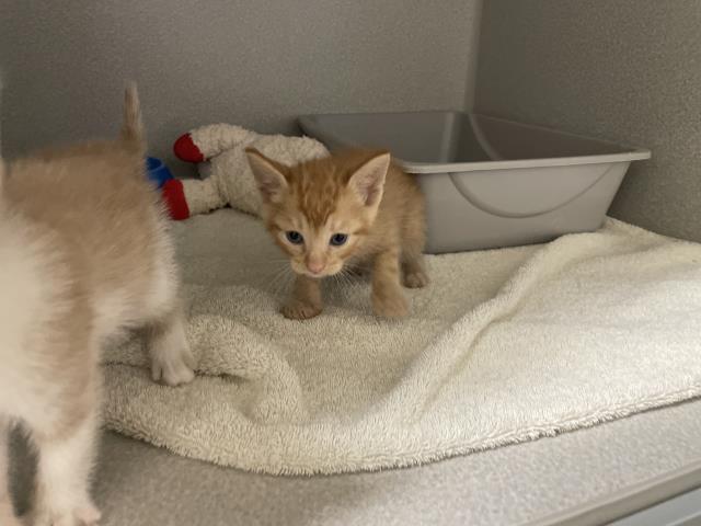 Adoptable Cat