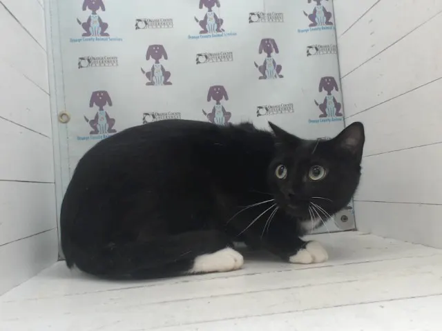 Black Shadow