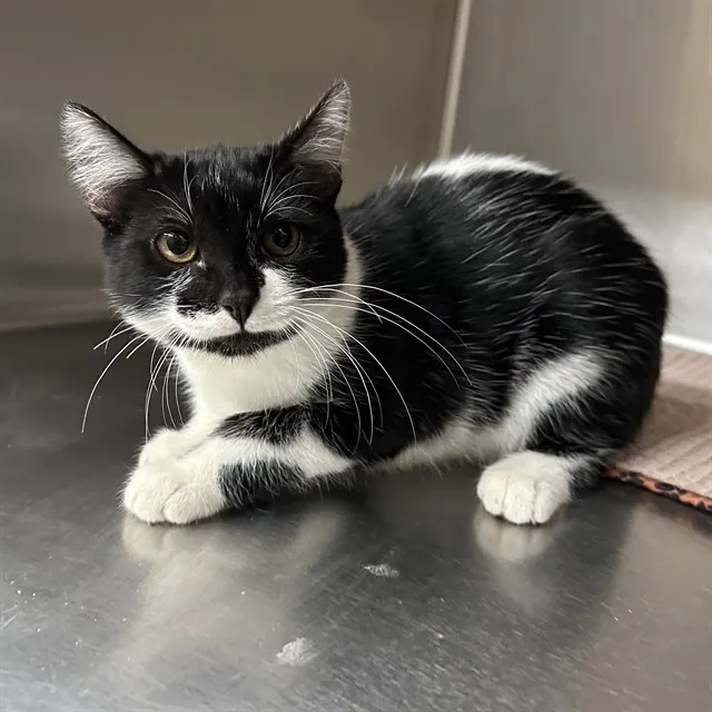 Adoptable Cat