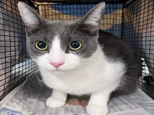 Milo