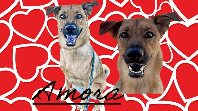 Amora