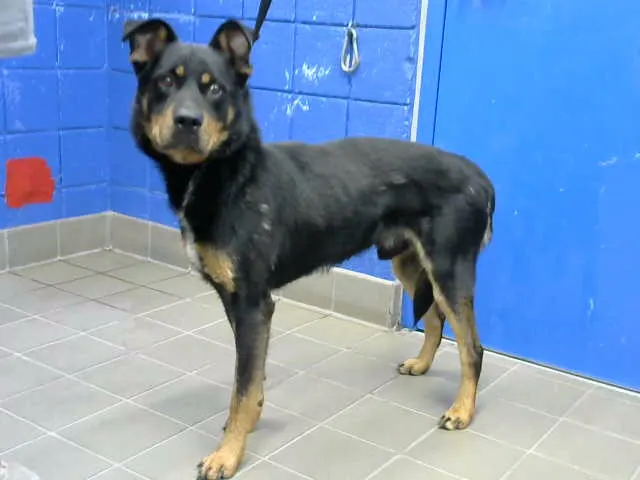 Anubis