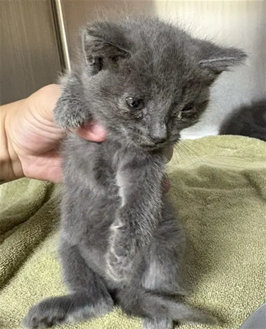 Adoptable Cat