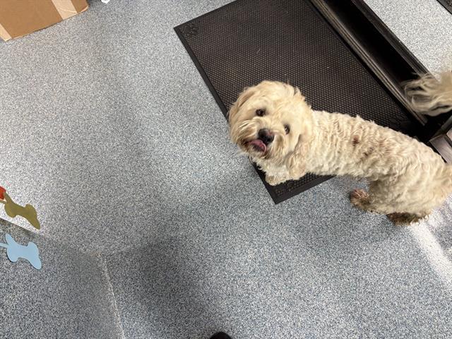 Mr. Slinky