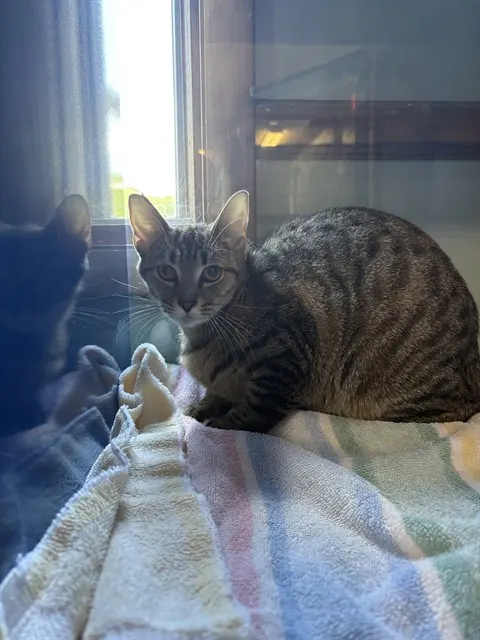 Mimi